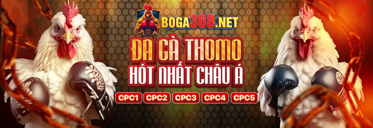 Đấu trường đá gà 999ok - Sân chơi gà chọi trực tuyến hàng đầu